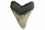 Serrated, Fossil Megalodon Tooth - Repaired #182603-1